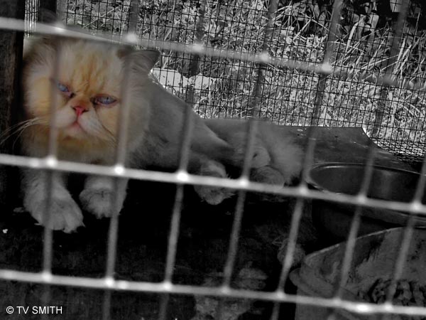 cat