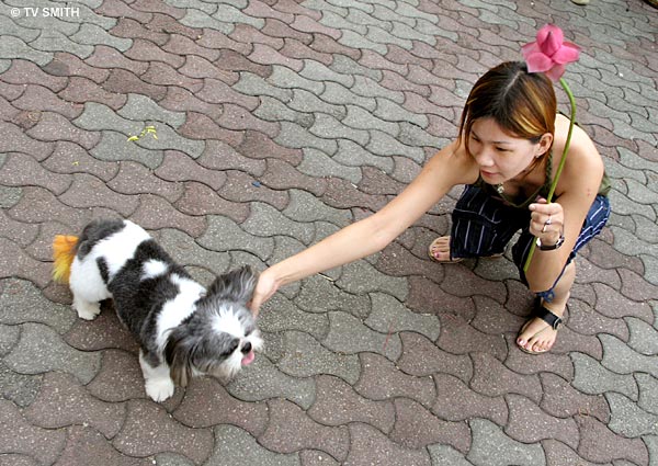 Doggy Girl